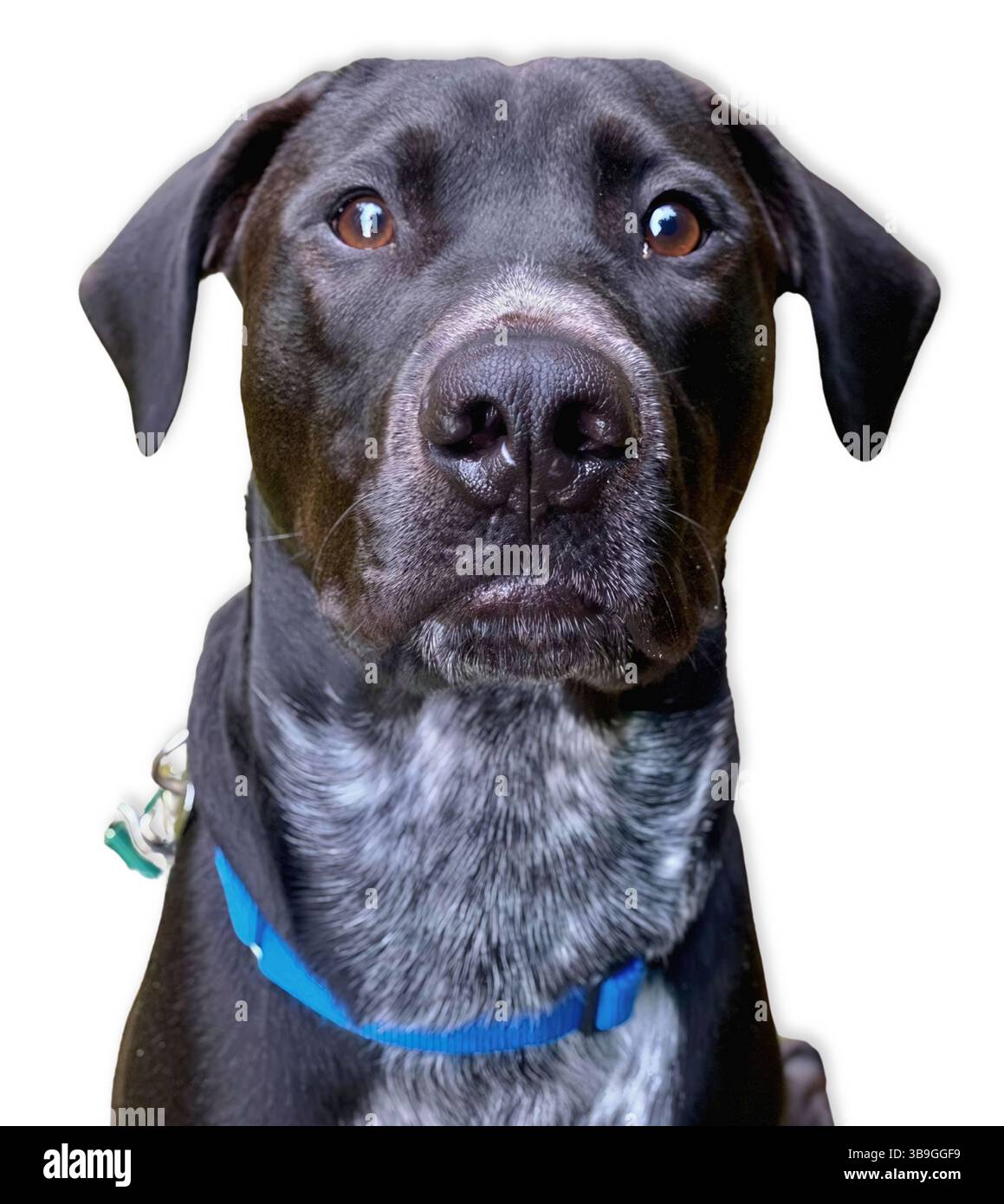 Primo piano di un Labrador nero mescolato con gli occhi color ambra e un petto bianco macchiato, catturato su uno sfondo bianco con calma, sicurezza e attenzione Foto Stock