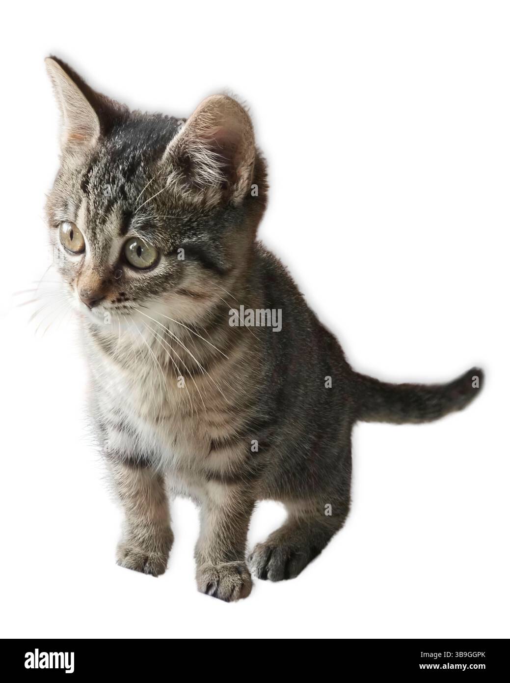 Adorabile gattino da tabby con strisce grigie e nere rivolto lateralmente, con orecchie arcate e morbida pelliccia visibile su uno sfondo bianco pulito. Foto Stock