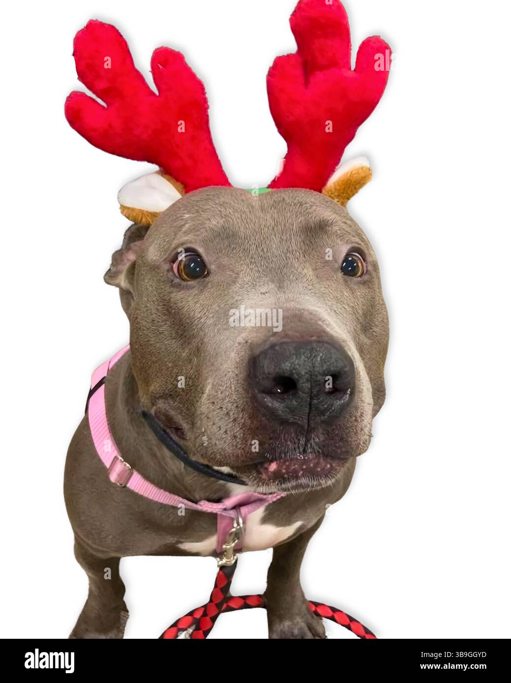 Holiday Pup: Un toro grigio in lussuose corna di renne rosse e un imbracatura rosa fissa con occhi larghi, mescolando umorismo stagionale con irresistibile salvataggio Foto Stock