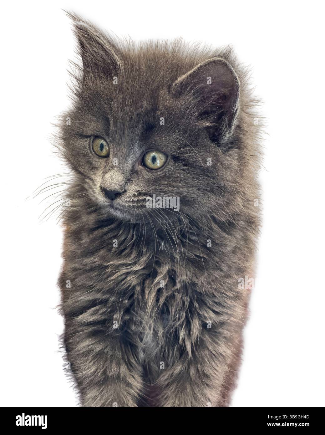 Puffy Paws: Un gattino grigio dai capelli lunghi con occhi verdi chiari guarda fuori dalla telecamera con gli occhi ampi, avvolto da una nuvola di soffice lanugine. Foto Stock