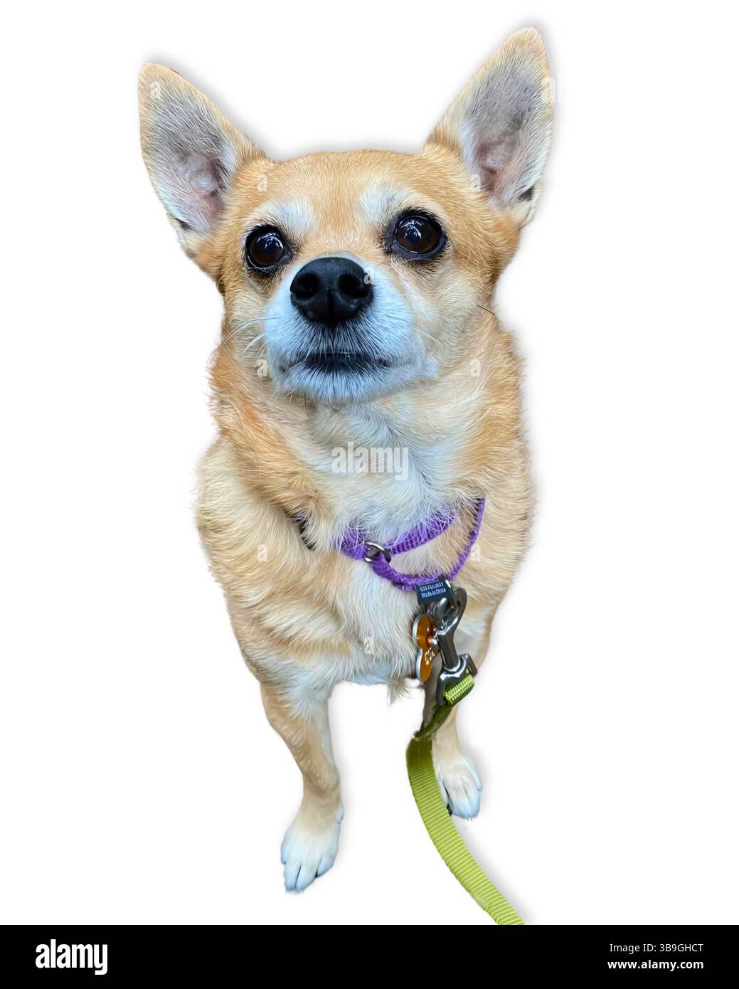 Occhi brillanti, grande attitudine: Un chihuahua marrone chiaro si staglia in posizione verticale con orecchie appollaiate e focalizzate sullo sguardo, mostrando attenzione e fascino contro un chihuahua bianco frizzante Foto Stock
