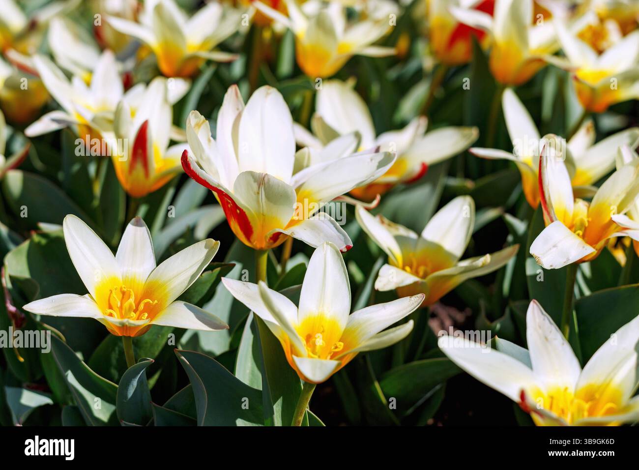 Tulipani di mercante in fiore, tulipa kaufmanniana, il primo Foto Stock