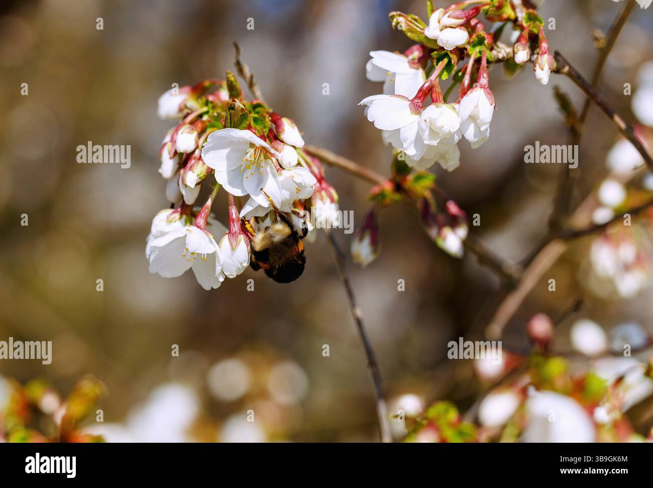 Rami con fiori di ciliegio, Prunus sargentii x subhirtella, riconoscimento Foto Stock