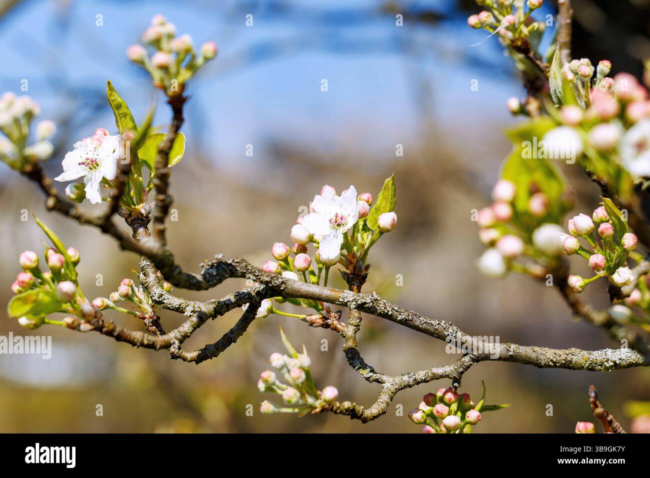 Rami con fiori della pera selvatica cinese, Pyrus calleryana, Chanticleer Foto Stock