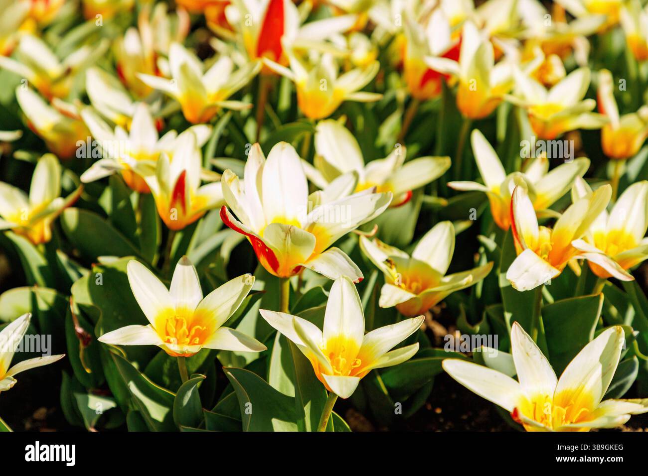 Tulipani di mercante in fiore, tulipa kaufmanniana, il primo Foto Stock