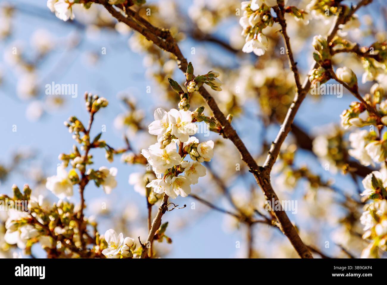 Rami con fiori di ciliegio dell'ibrido di ciliegio, Prunus incisa Thunb. X speciosa Ingram, Umineko Foto Stock