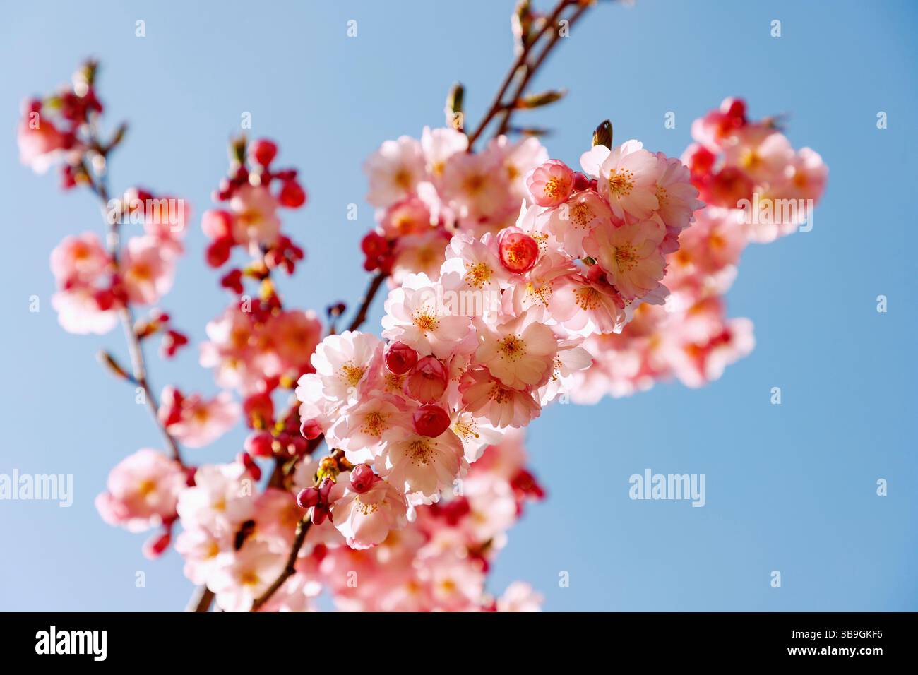 Rami con fiori di ciliegio, Prunus sargentii x subhirtella, riconoscimento Foto Stock