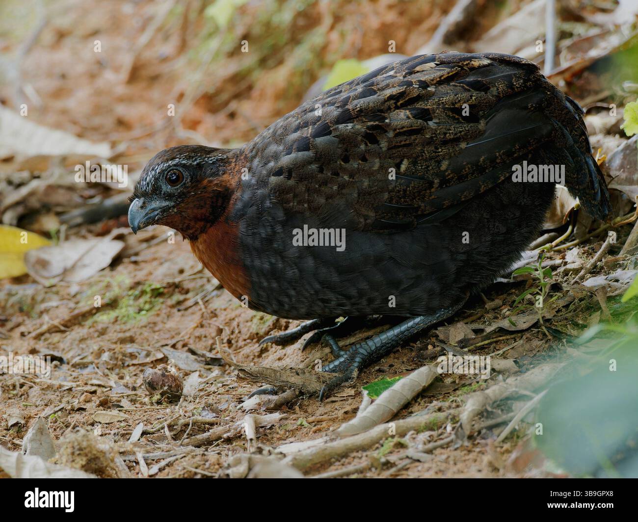 Rufous Breasted Wood Quail Foto Stock