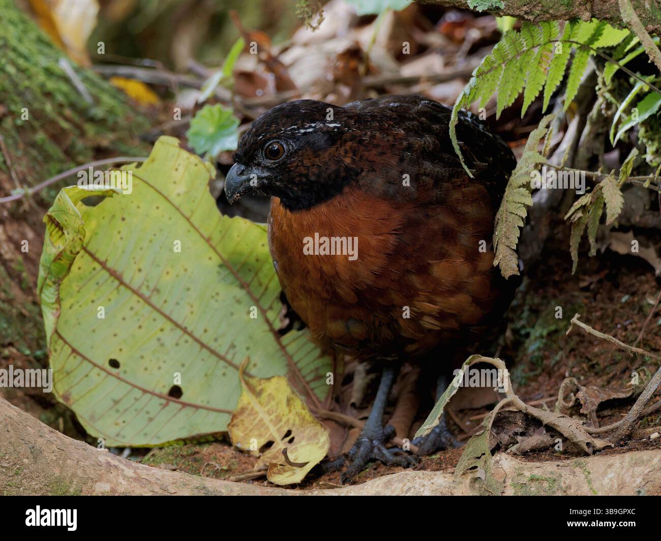 Rufous Breasted Wood Quail Foto Stock