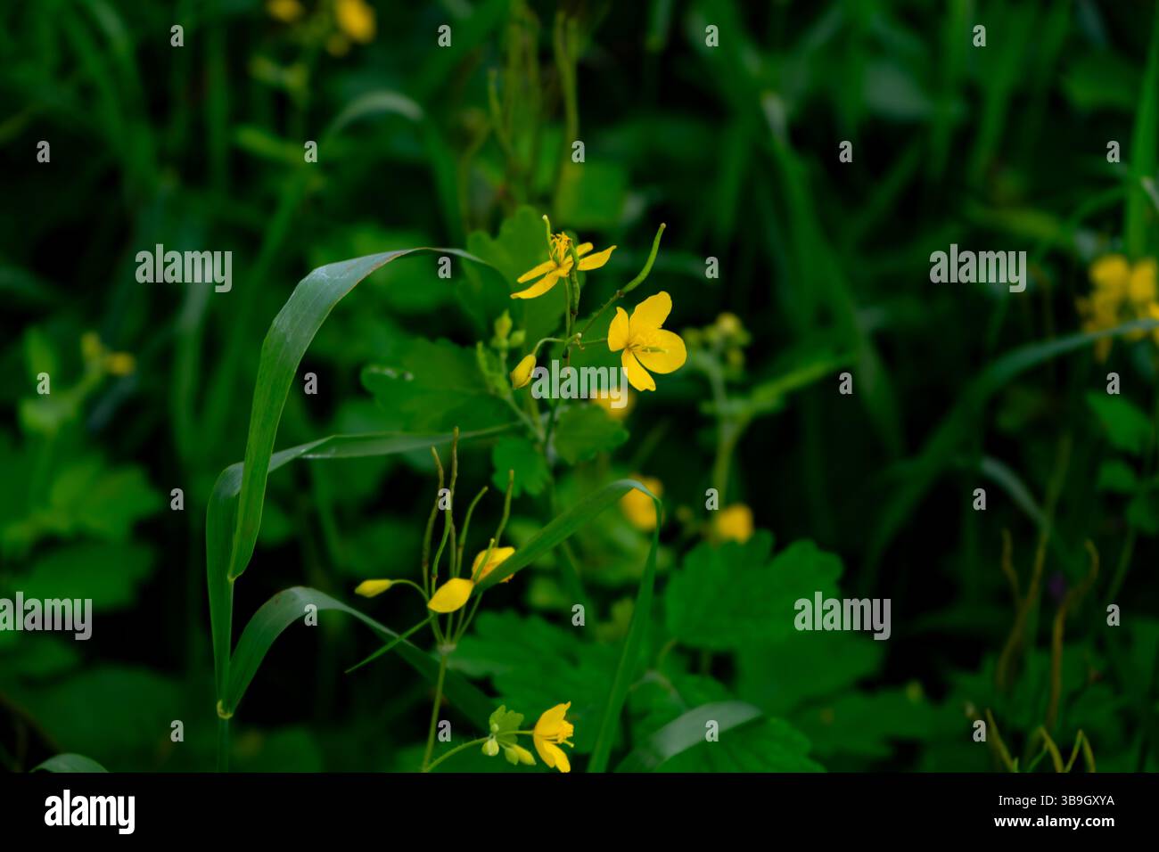 Fiori selvatici gialli si diffondono in un vivace paesaggio verde in primavera. I fiori attraggono gli insetti, mentre le foglie circostanti creano un dorso ricco Foto Stock