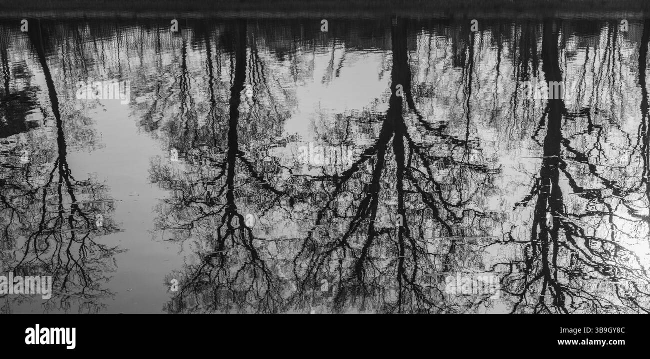 Gli alberi si riflettono sulla superficie dell'acqua Foto Stock