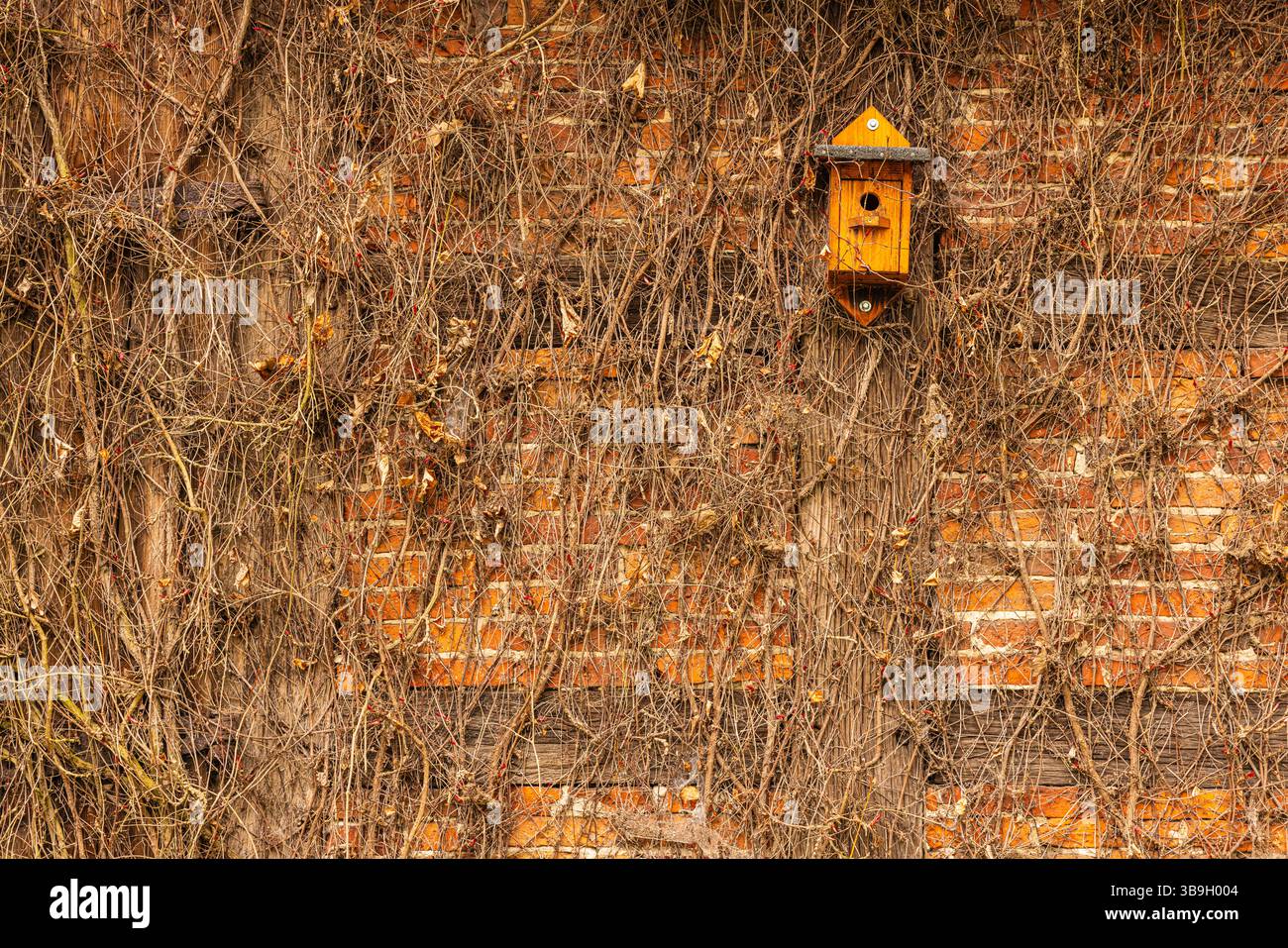 Casa degli uccelli su un vecchio fienile rustico alla fine dell'autunno Foto Stock