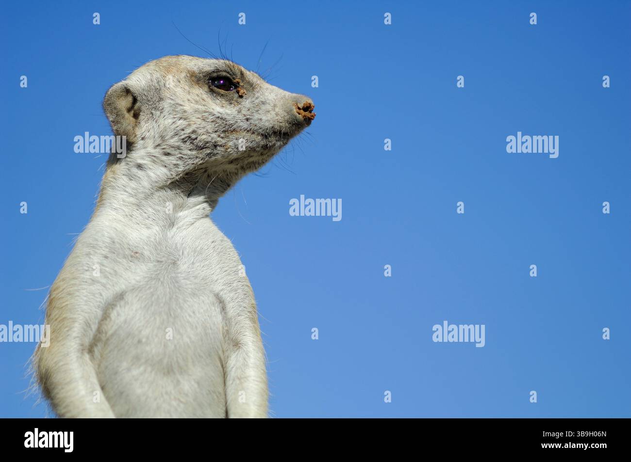 I suricati o i meerkat dalla coda sottile (Suricata suricatta) spesso evocano un sorriso a causa della loro postura eretta e delle caratteristiche facciali che appaiono sorprendentemente Foto Stock