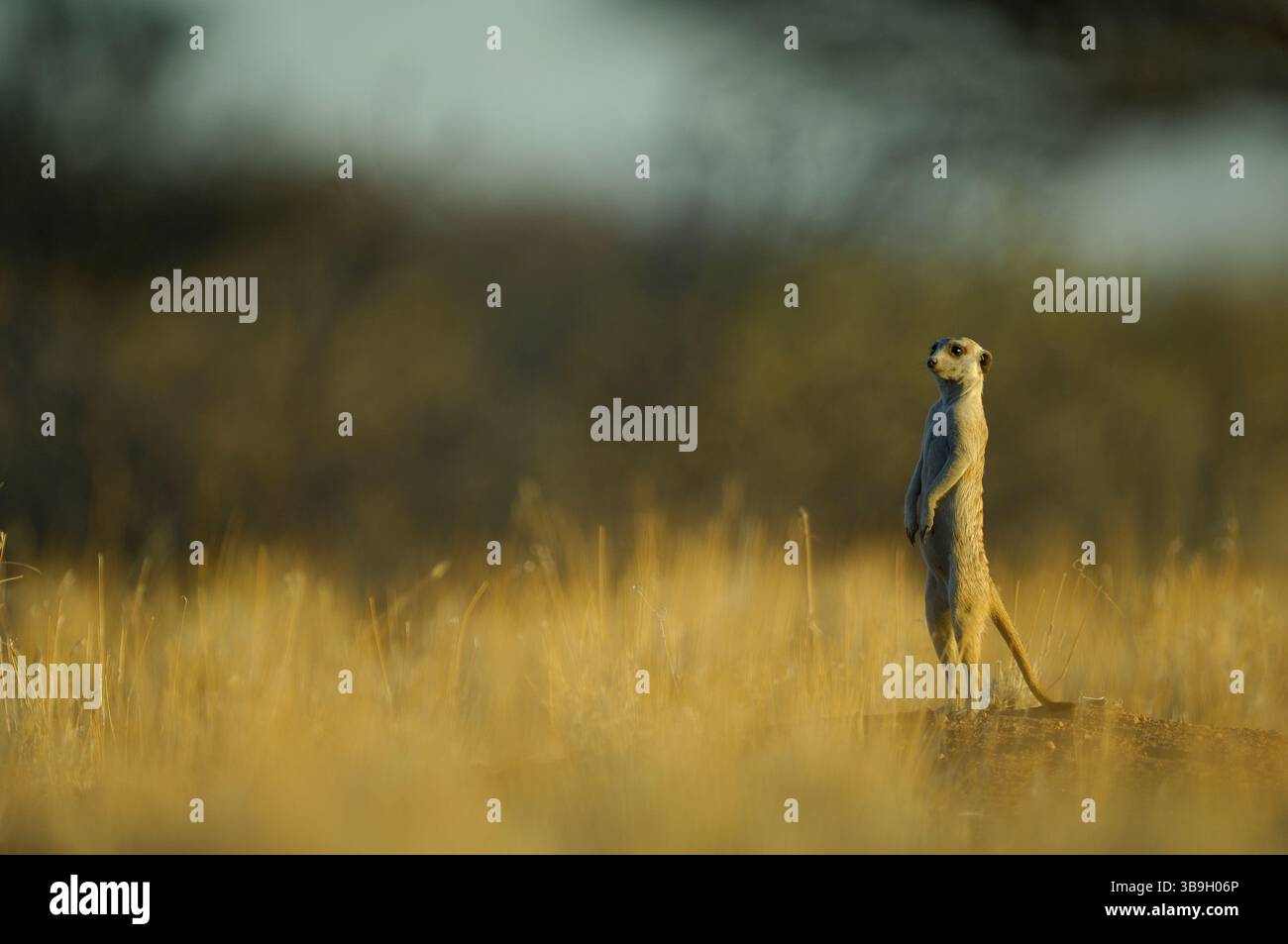 I suricati adulti o i meerkat dalla coda sottile (Suricata suricatta) fanno a turno la guardia del gruppo. Nella loro posizione verticale tipica, eseguono la scansione Foto Stock