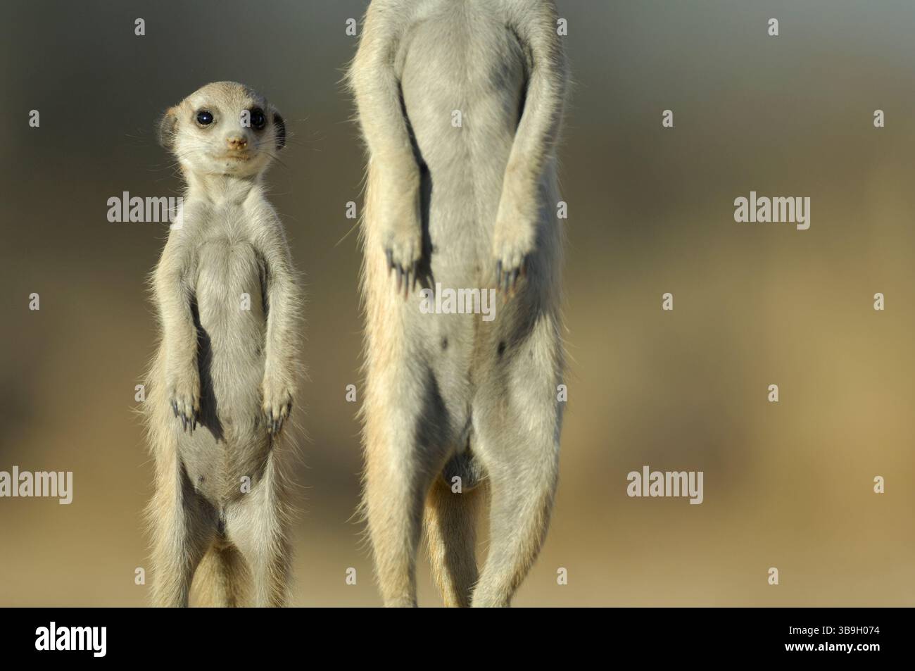 Dall'età di un mese, i giovani suricati o i suricati dalla coda sottile (Suricata suricatta) diventano attivi al di fuori della tana. Sono accompagnati da o Foto Stock