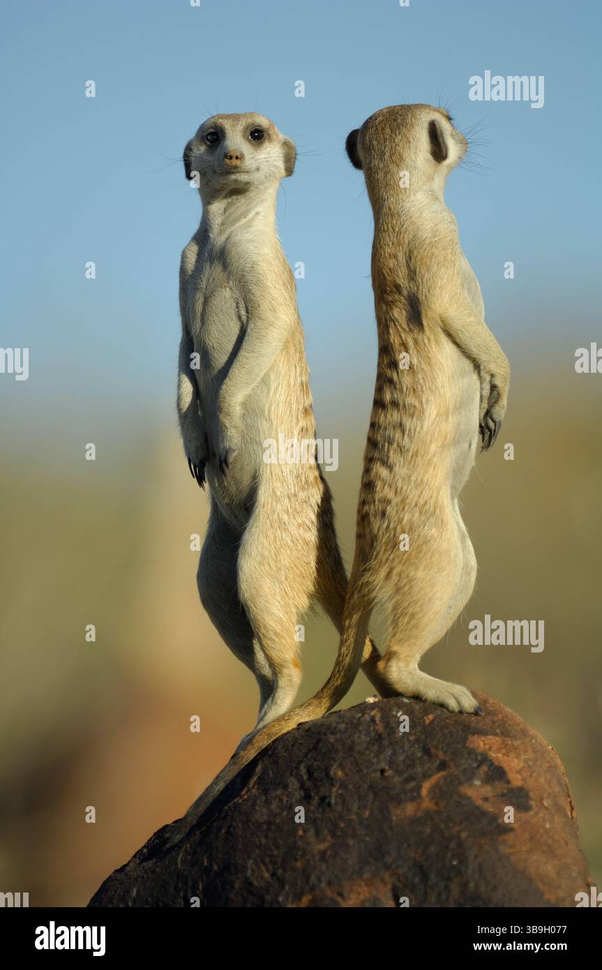 Due teste sono meglio di una. Suricate o Meerkat dalla coda sottile (Suricata suricatta) usano ogni salita, picco o punto nel loro territorio per essere sulla l Foto Stock