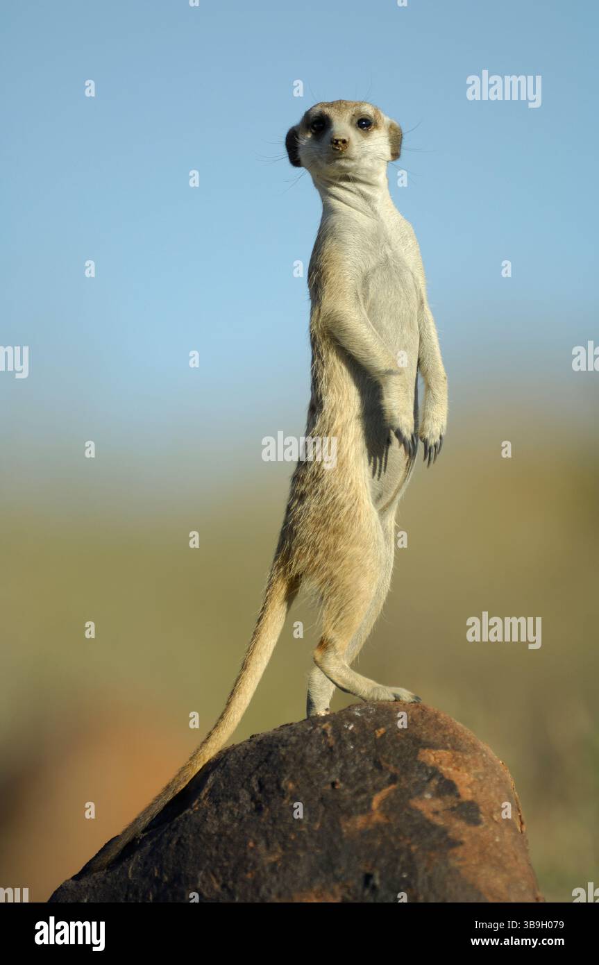 I suricati o i meerkat dalla coda sottile (Suricata suricatta) usano ogni punto elevato del loro territorio per scansionare il pericolo, principalmente da sciacalli o aquile Foto Stock