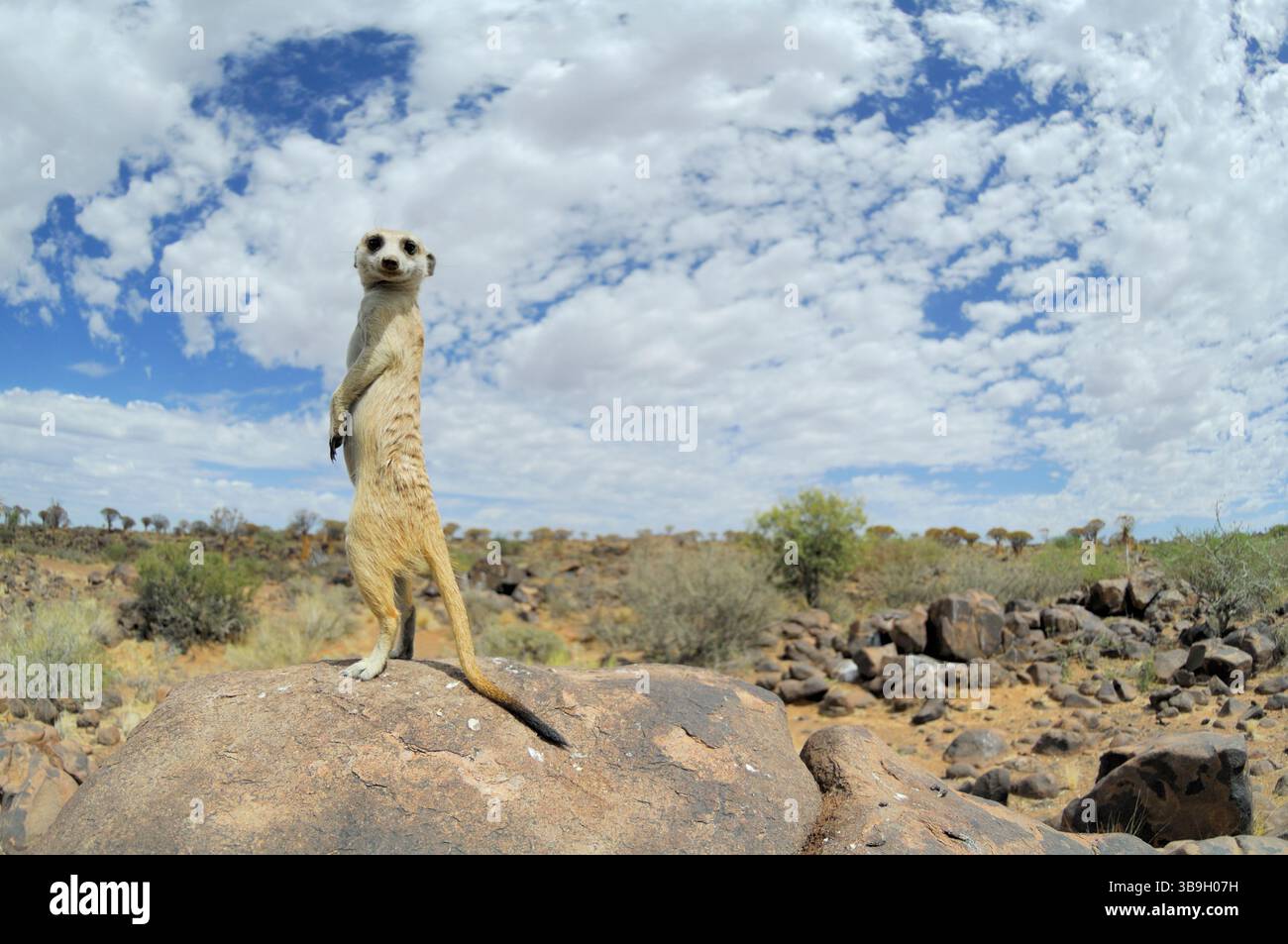 I suricati o i meerkat dalla coda sottile (Suricata suricatta) utilizzano ogni elemento elevato del loro territorio, come rocce, tumuli o cespugli, per cercare la p Foto Stock