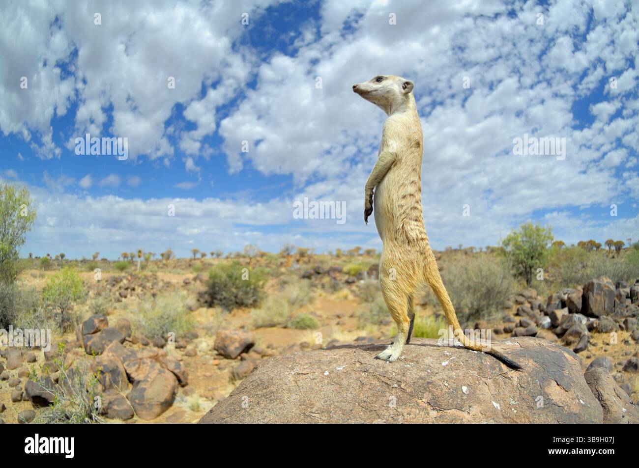 I suricati o i meerkat dalla coda sottile (Suricata suricatta) usano ogni punto elevato del loro territorio per tenere d'occhio i predatori, il più delle volte gli sciacalli A. Foto Stock