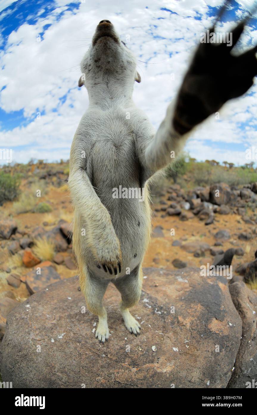 I suricati o i meerkat dalla coda sottile (Suricata suricatta) usano ogni elemento elevato nel loro territorio per tenere d'occhio il pericolo, di solito dagli sciacalli Foto Stock