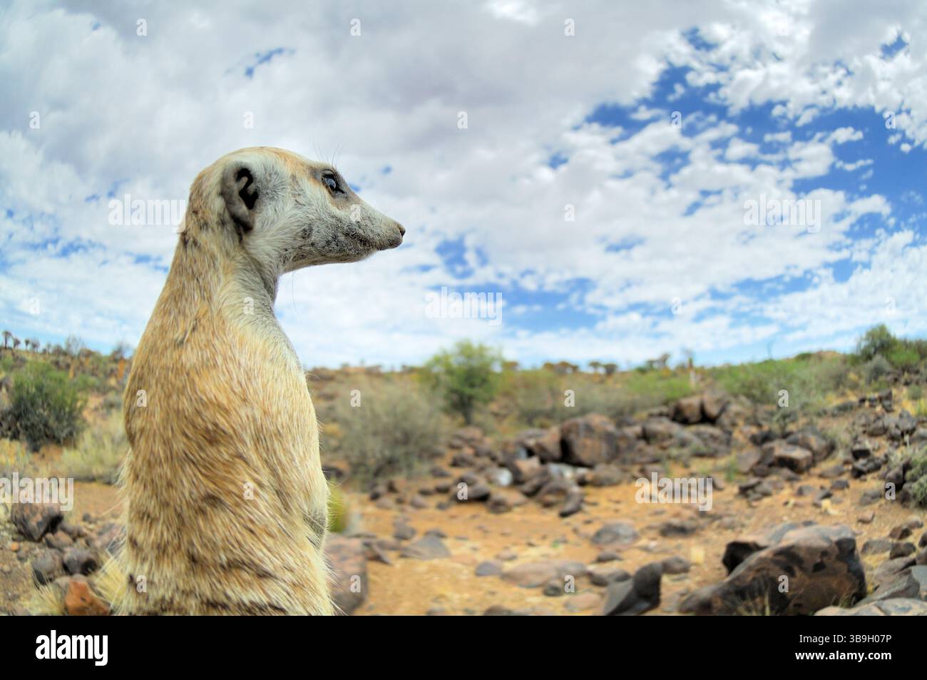 I suricati o i meerkat dalla coda sottile (Suricata suricatta) spesso evocano un sorriso a causa della loro postura eretta e delle orecchie esterne, che assomigliano a quelle di Foto Stock