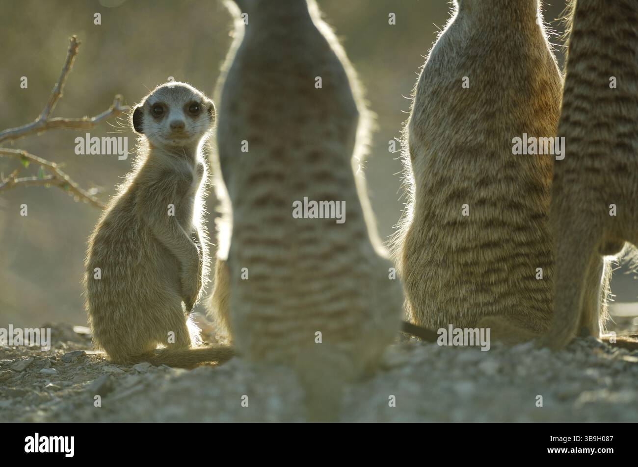 I suricati o i meerkat dalla coda sottile (Suricata suricatta) vivono in gruppi sociali con una media di dieci individui, condividendo compiti come la guardia, la cura Foto Stock