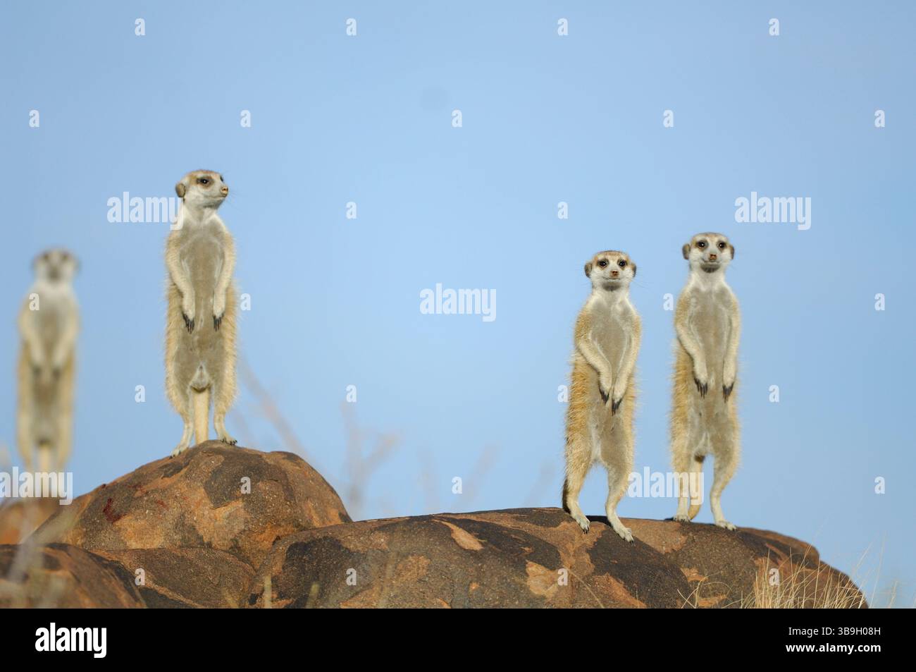 Suricate o meerkat dalla coda sottile (Suricata suricatta), nativo dell'Africa meridionale, vivono in gruppi con una media di 10 individui, anche se fino a 50 maggio She Foto Stock
