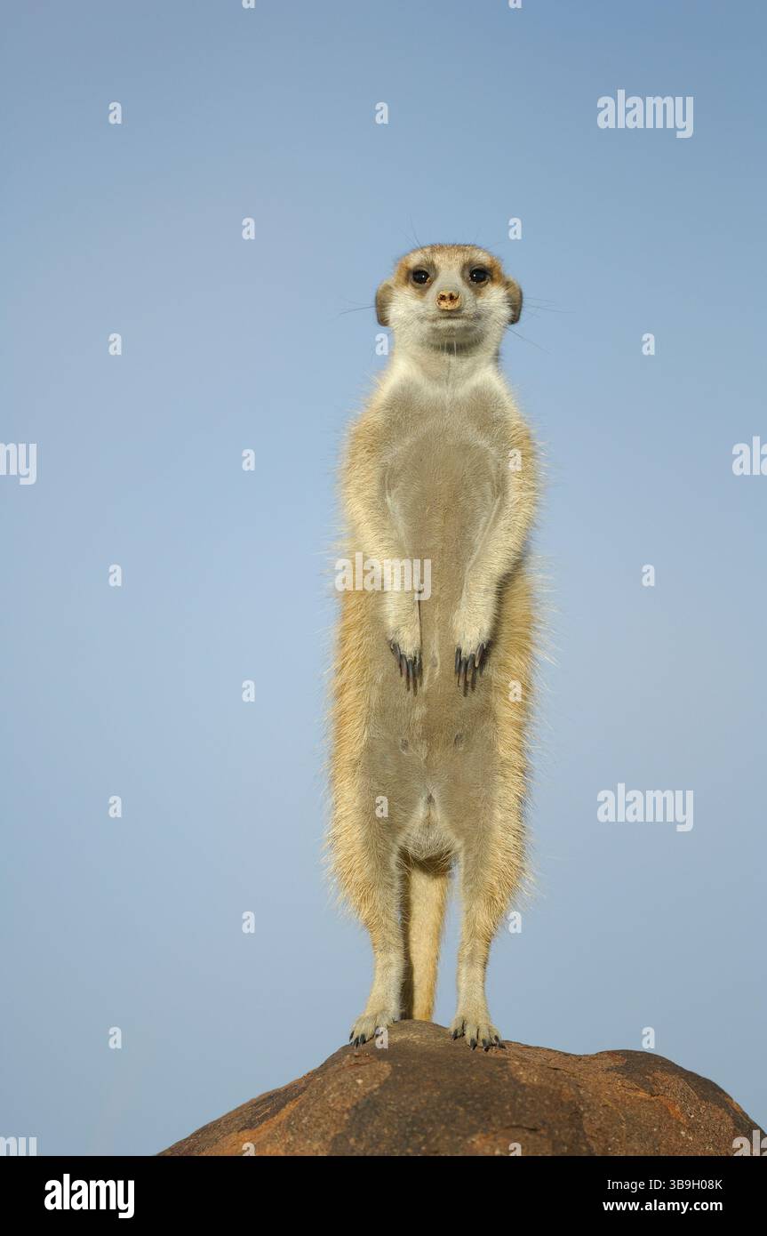 I suricati o i meerkat dalla coda sottile (Suricata suricatta) utilizzano ogni punto elevato del loro territorio per osservare i predatori, principalmente sciacalli e aquile Foto Stock