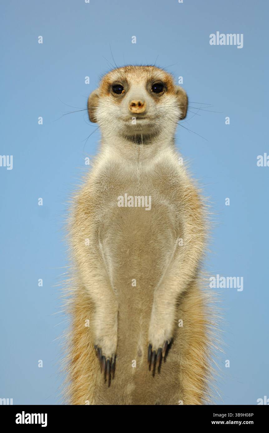 I suricati o i meerkat dalla coda sottile (Suricata suricatta) spesso evocano un sorriso a causa della loro postura eretta e delle orecchie esterne, che assomigliano a quelle di Foto Stock