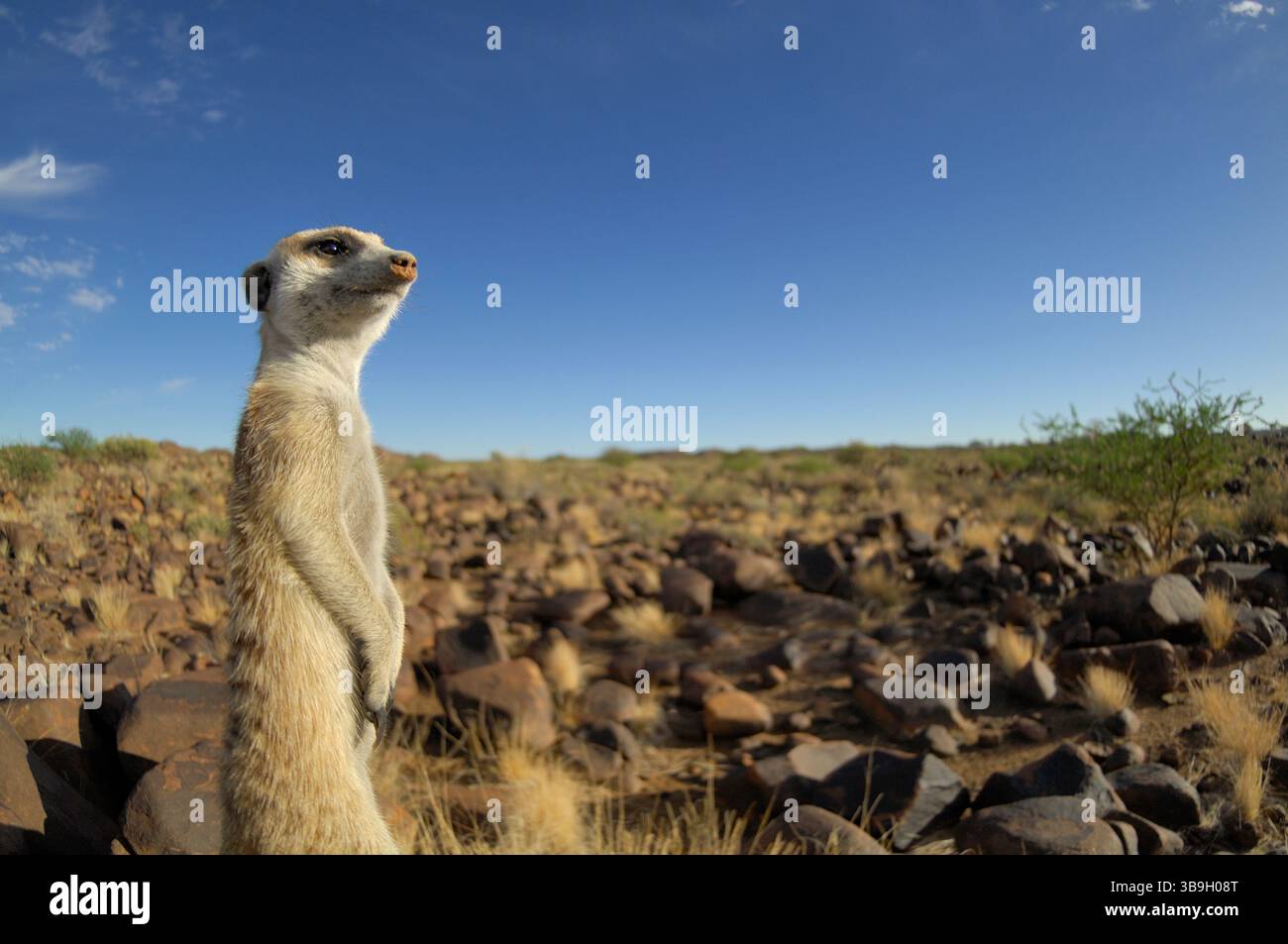 I suricati o i meerkat dalla coda sottile (Suricata suricatta) spesso evocano un sorriso a causa della loro postura eretta e delle orecchie esterne, che assomigliano a quelle di Foto Stock