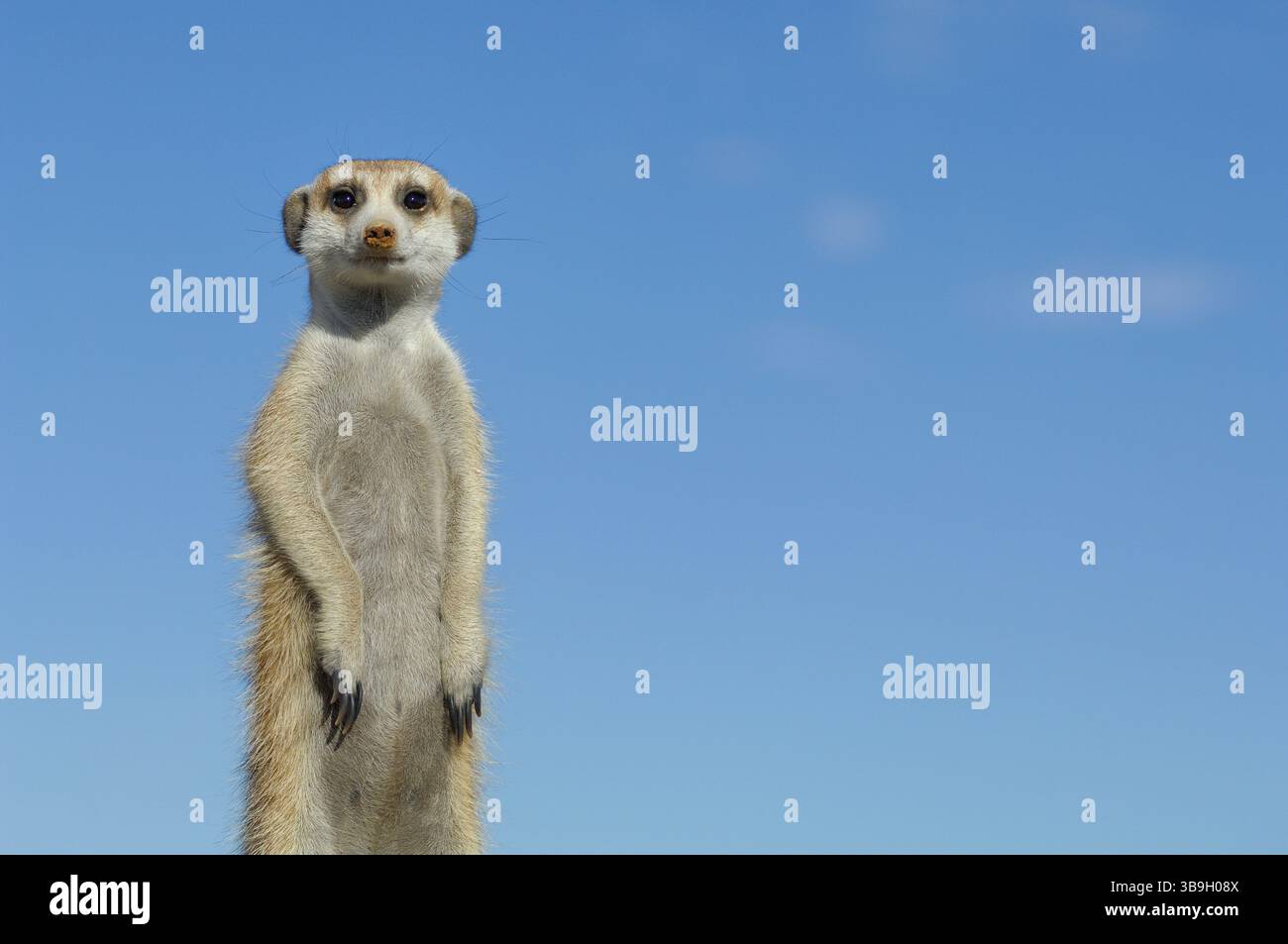 I suricati o i meerkat dalla coda sottile (Suricata suricatta) spesso evocano un sorriso a causa della loro postura eretta e delle orecchie esterne, che assomigliano a quelle di Foto Stock