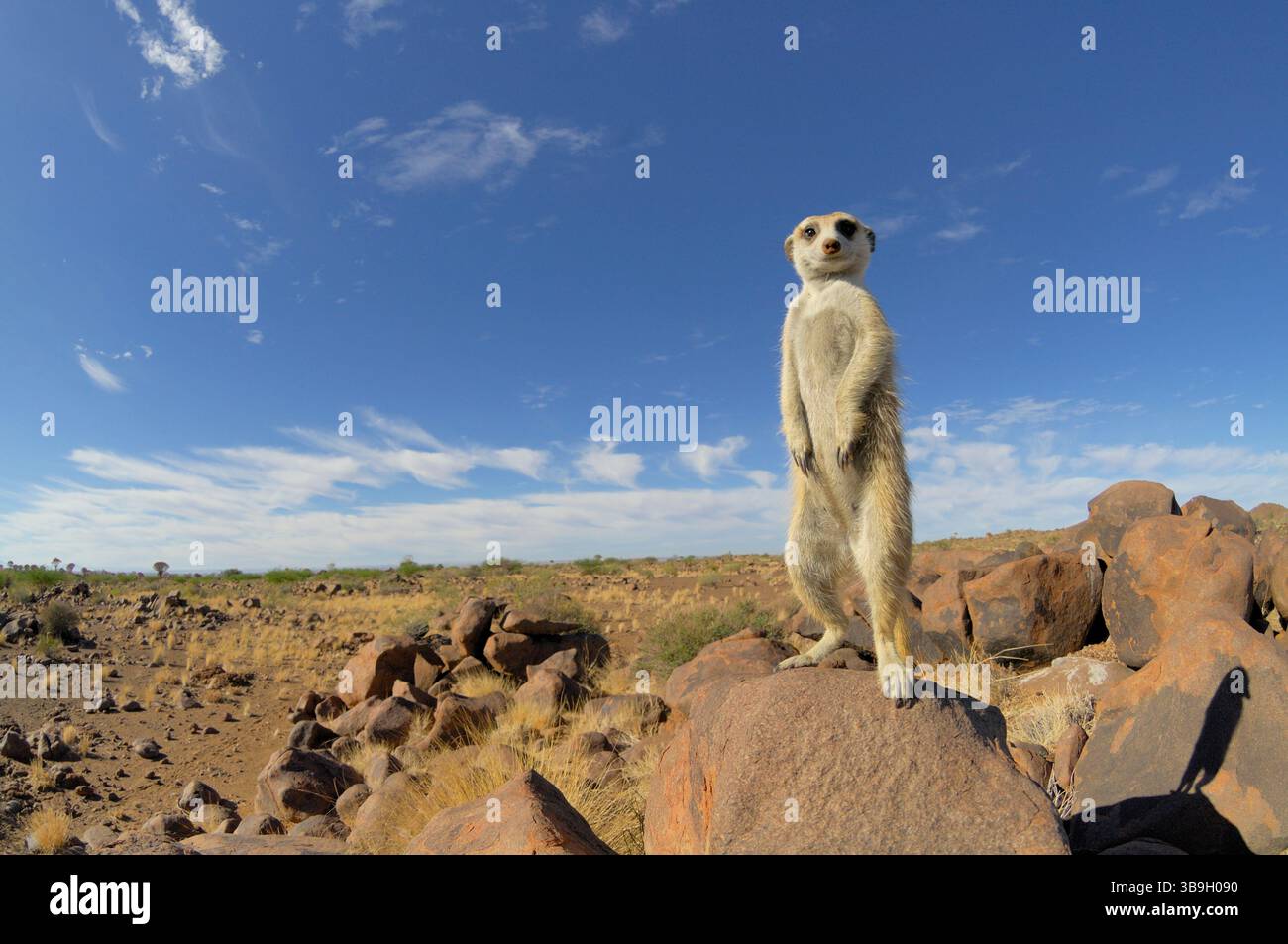 I suricati o i meerkat dalla coda sottile (Suricata suricatta) spesso evocano un sorriso a causa della loro postura eretta e delle orecchie esterne, che assomigliano a quelle di Foto Stock