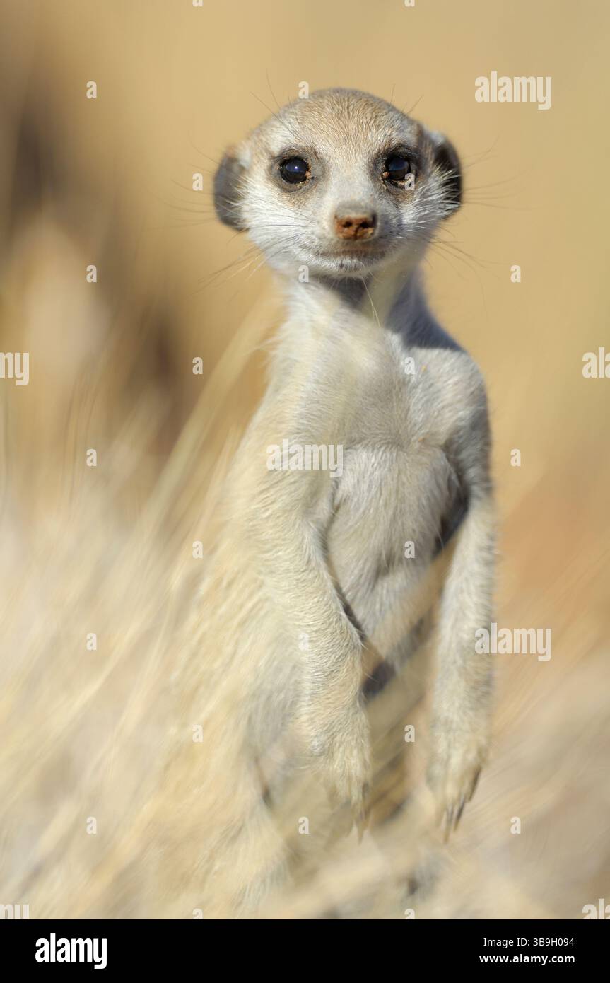 Questo meerkat suricato o dalla coda sottile (Suricata suricatta) di circa due mesi ha già padroneggiato la tipica postura verticale della specie. La loro hu Foto Stock