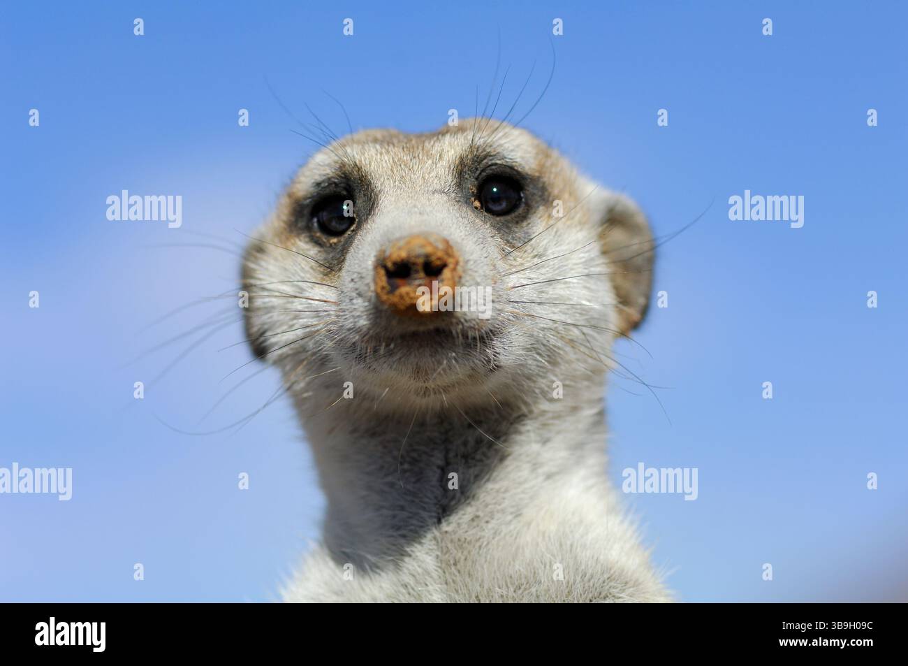 I suricati o i meerkat dalla coda sottile (Suricata suricatta) spesso evocano un sorriso a causa della loro postura eretta e delle orecchie esterne, che assomigliano a quelle di Foto Stock