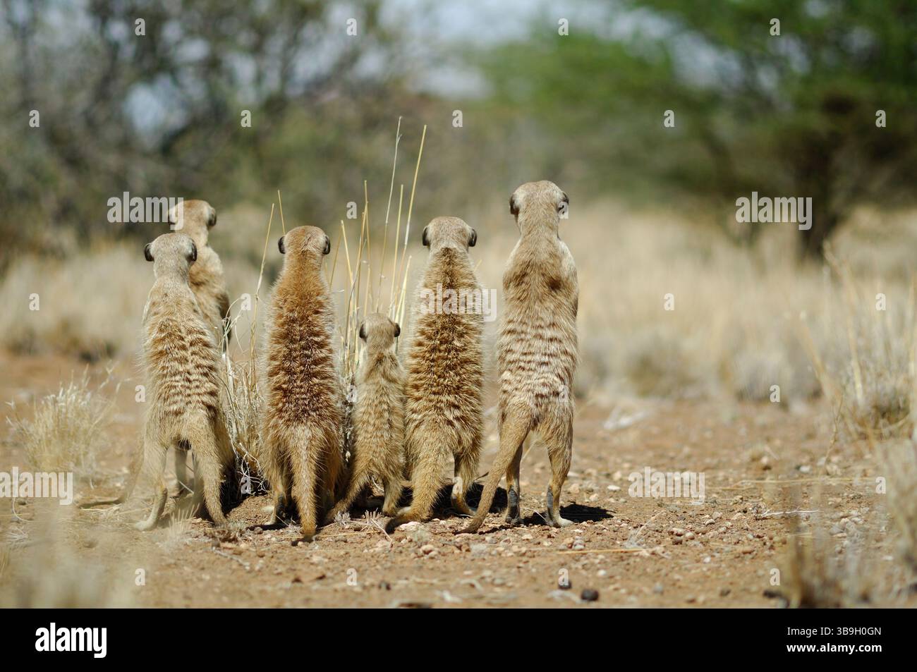 I suricati o i suricati dalla coda sottile (Suricata suricatta) sono animali altamente sociali che vivono in gruppi familiari strutturati. Le chiamate di allarme di una sentinella Foto Stock