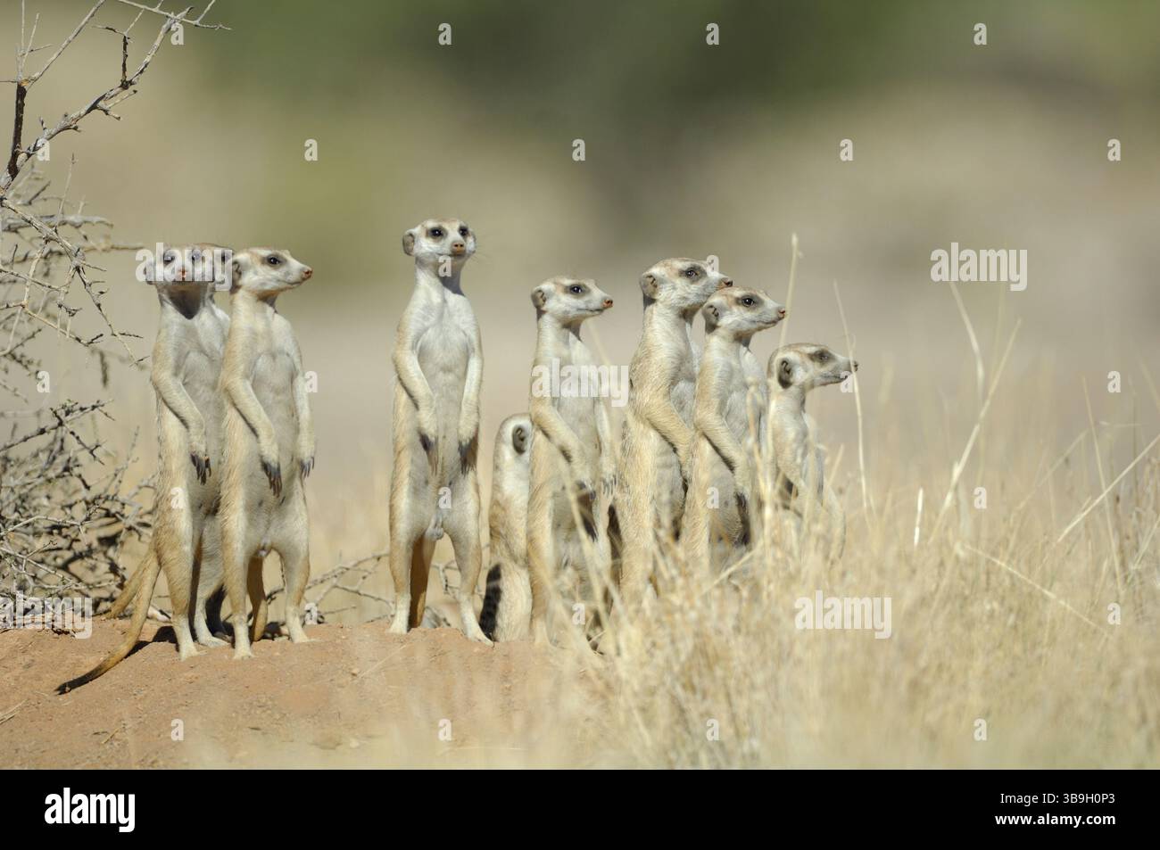 Suricate o meerkat dalla coda sottile (Suricata suricatta) guardia in piedi. Le chiamate di allarme trasmettono informazioni specifiche sul tipo e l'urgenza di un Foto Stock