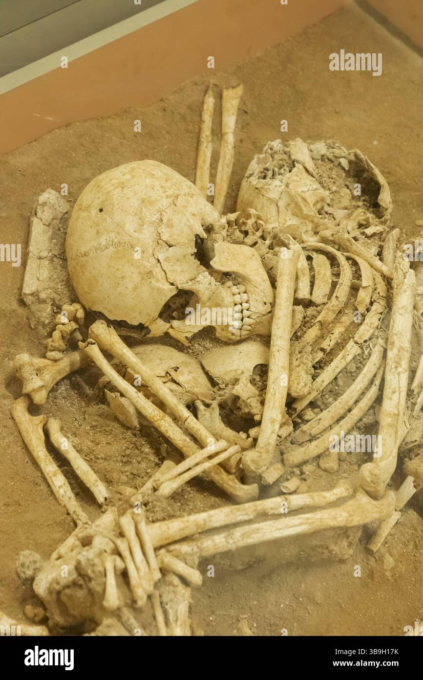 Cipro, Episkopi, Episkopi Museum, mostra di resti scheletrici provenienti dallo scavo della Casa del terremoto Foto Stock