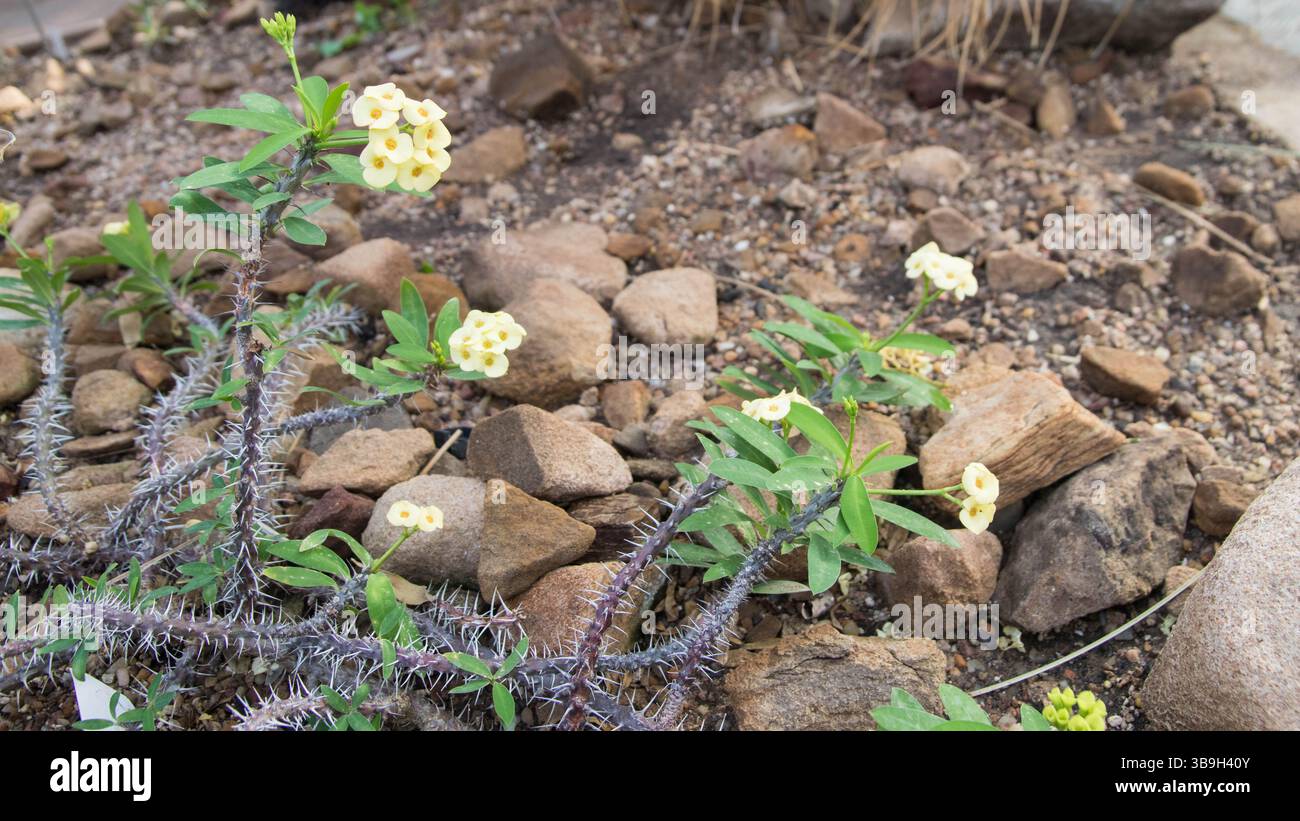 Euphorbia milii var. Il giallo splendente, la corona di spine, la pianta di Cristo o la spina di Cristo Foto Stock
