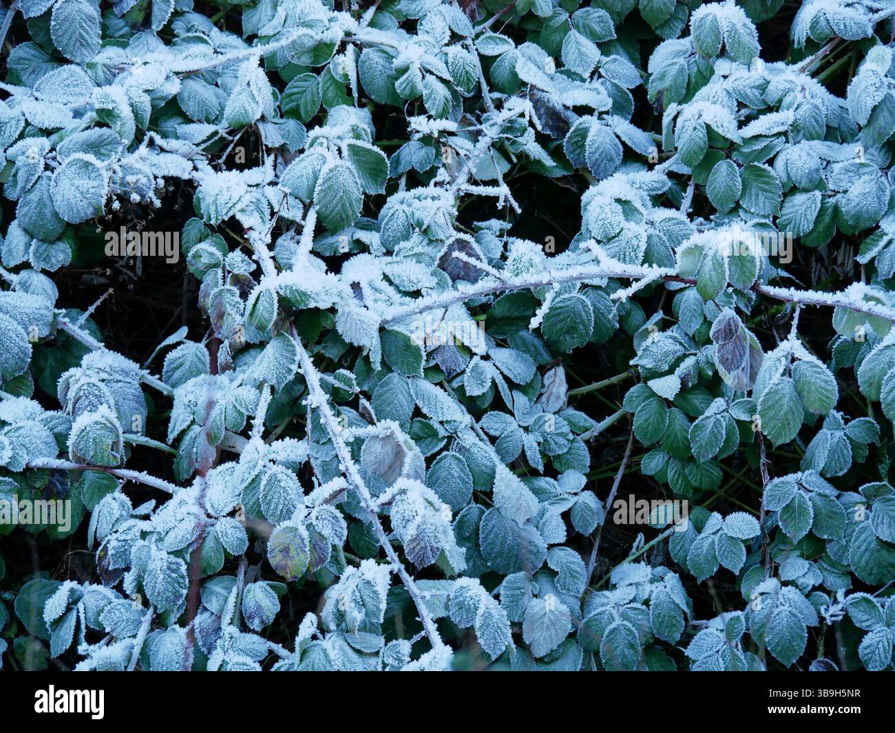 Hoarfrost riveste le piante con cristalli di ghiaccio, una trasformazione magica della natura. Il gelo cattura la bellezza dell'inverno con un'eleganza delicata e ghiacciata. Foto Stock