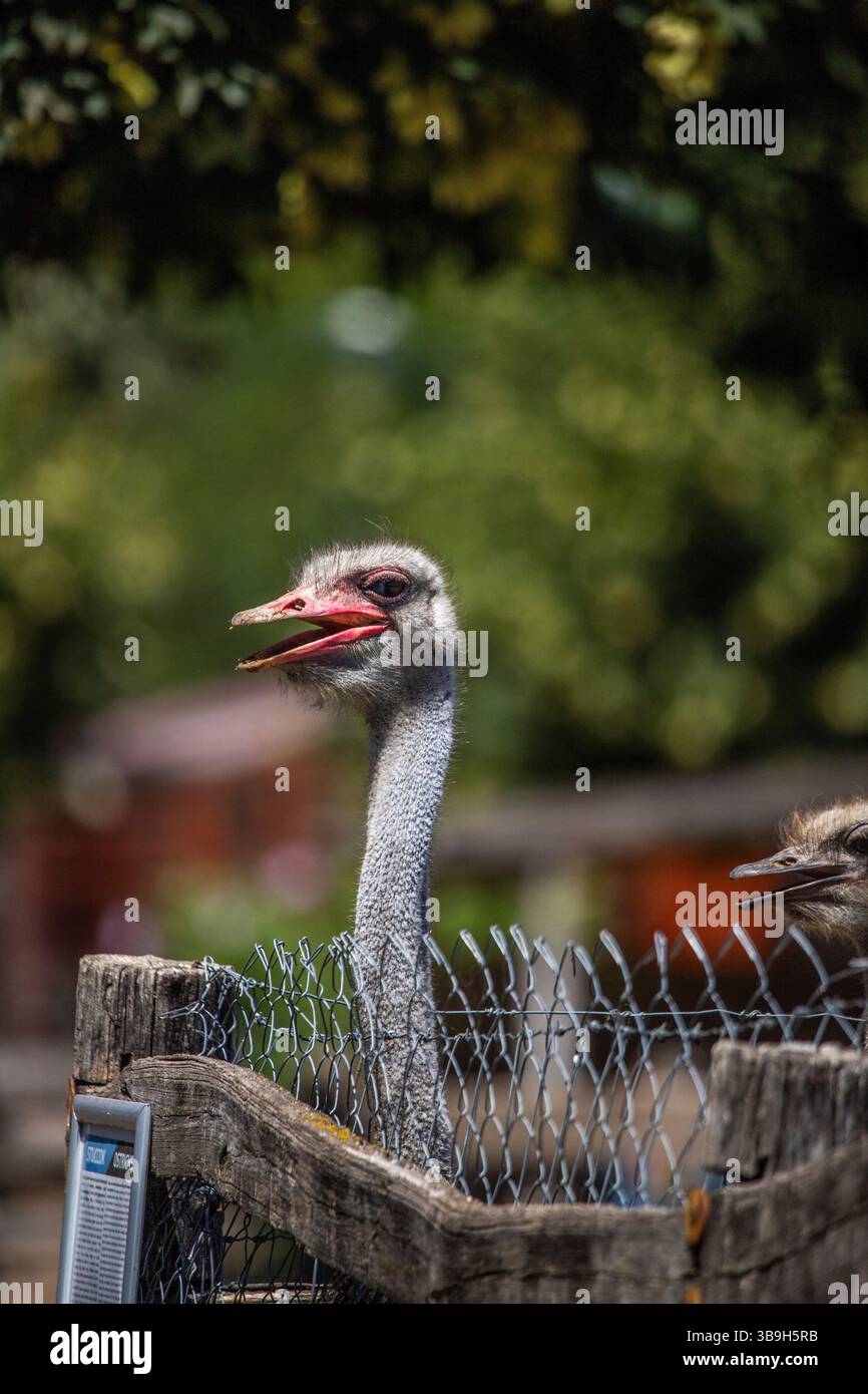 Ritratto di uno struzzo, Struthio camelus, nello zoo. Occhi grandi, sguardo buffo, animale nello zoo di Siofok, lago Balaton Foto Stock Ritratto di uno struzzo, Struthio camelus, nello zoo. Occhi grandi, sguardo buffo, animale nello zoo di Siofok, lago Balaton Foto Stock
