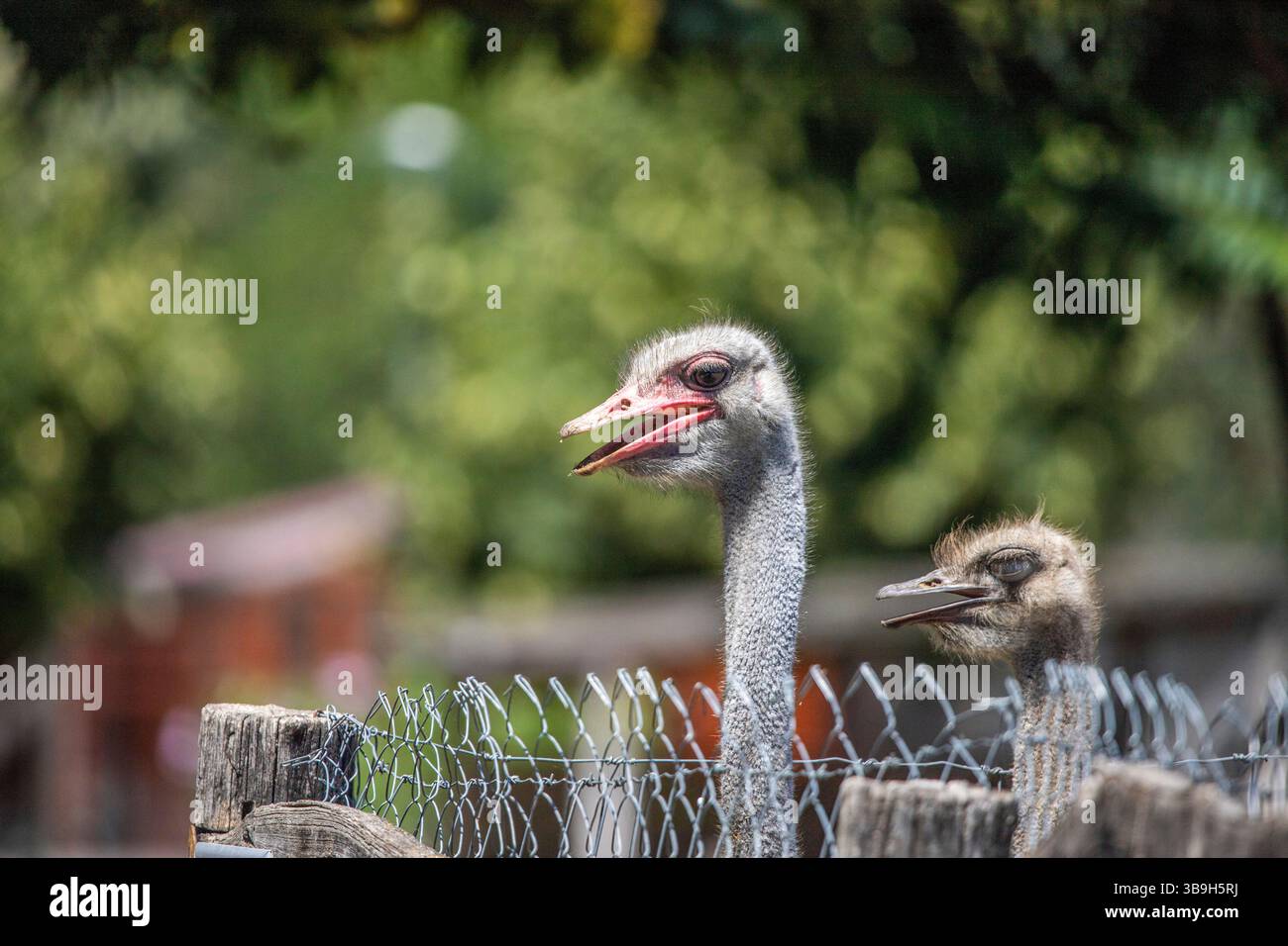 Ritratto di uno struzzo, Struthio camelus, nello zoo. Occhi grandi, sguardo buffo, animale nello zoo di Siofok, lago Balaton Foto Stock Ritratto di uno struzzo, Struthio camelus, nello zoo. Occhi grandi, sguardo buffo, animale nello zoo di Siofok, lago Balaton Foto Stock