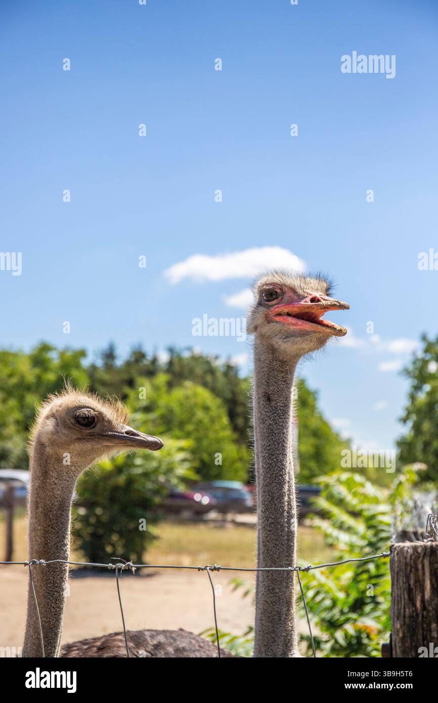 Ritratto di uno struzzo, Struthio camelus, nello zoo. Occhi grandi, sguardo buffo, animale nello zoo di Siofok, lago Balaton Foto Stock Ritratto di uno struzzo, Struthio camelus, nello zoo. Occhi grandi, sguardo buffo, animale nello zoo di Siofok, lago Balaton Foto Stock
