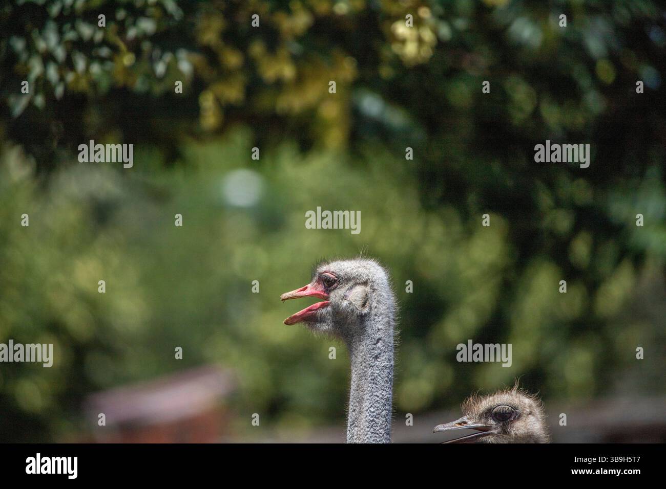 Ritratto di uno struzzo, Struthio camelus, nello zoo. Occhi grandi, sguardo buffo, animale nello zoo di Siofok, lago Balaton Foto Stock Ritratto di uno struzzo, Struthio camelus, nello zoo. Occhi grandi, sguardo buffo, animale nello zoo di Siofok, lago Balaton Foto Stock