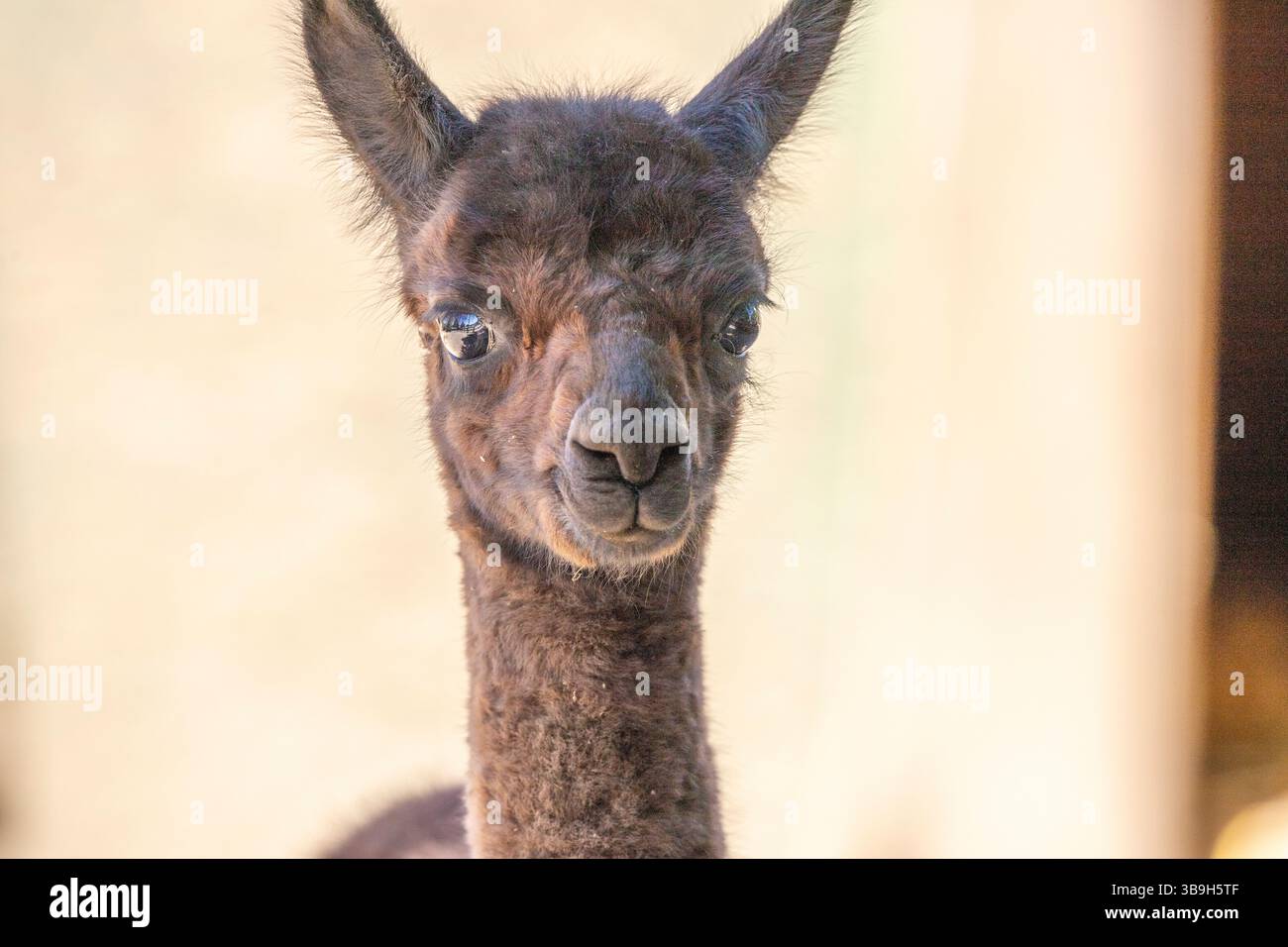 Ritratto di un bambino di alpaca marrone, Vicugna pacos, nello zoo. Occhi grandi, pellicce morbide, animali nello zoo di Siofok, lago Balaton Foto Stock Ritratto di un bambino di alpaca marrone, Vicugna pacos, nello zoo. Occhi grandi, pellicce morbide, animali nello zoo di Siofok, lago Balaton Foto Stock