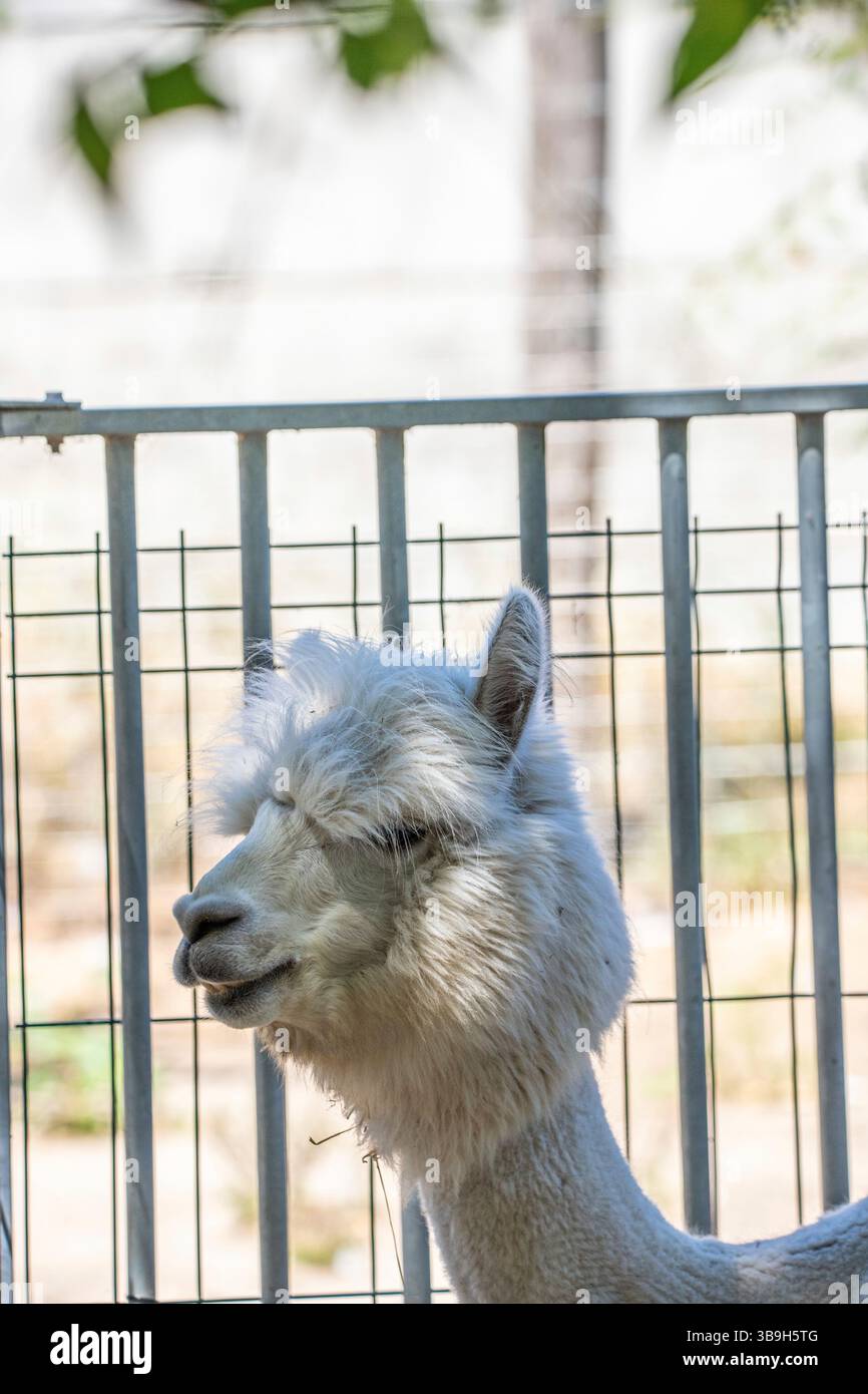 Ritratto di un alpaca (Vicugna pacos) allo zoo di Siofok, Ungheria Foto Stock Ritratto di un alpaca (Vicugna pacos) allo zoo di Siofok, Ungheria Foto Stock