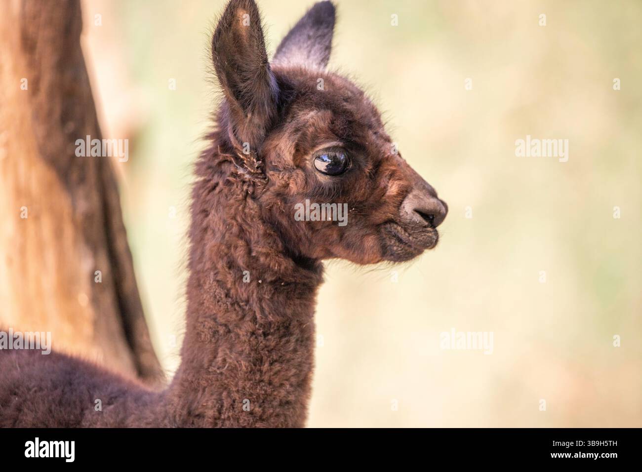 Ritratto di un bambino di alpaca marrone, Vicugna pacos, nello zoo. Occhi grandi, pellicce morbide, animali nello zoo di Siofok, lago Balaton Foto Stock Ritratto di un bambino di alpaca marrone, Vicugna pacos, nello zoo. Occhi grandi, pellicce morbide, animali nello zoo di Siofok, lago Balaton Foto Stock
