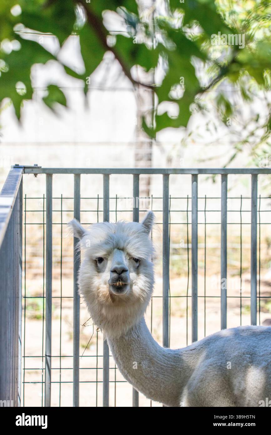 Ritratto di un alpaca (Vicugna pacos) allo zoo di Siofok, Ungheria Foto Stock Ritratto di un alpaca (Vicugna pacos) allo zoo di Siofok, Ungheria Foto Stock