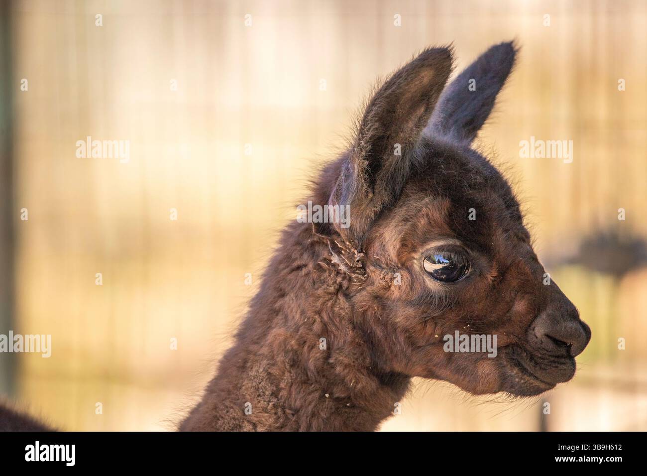 Ritratto di un bambino di alpaca marrone, Vicugna pacos, nello zoo. Occhi grandi, pellicce morbide, animali nello zoo di Siofok, lago Balaton Foto Stock Ritratto di un bambino di alpaca marrone, Vicugna pacos, nello zoo. Occhi grandi, pellicce morbide, animali nello zoo di Siofok, lago Balaton Foto Stock