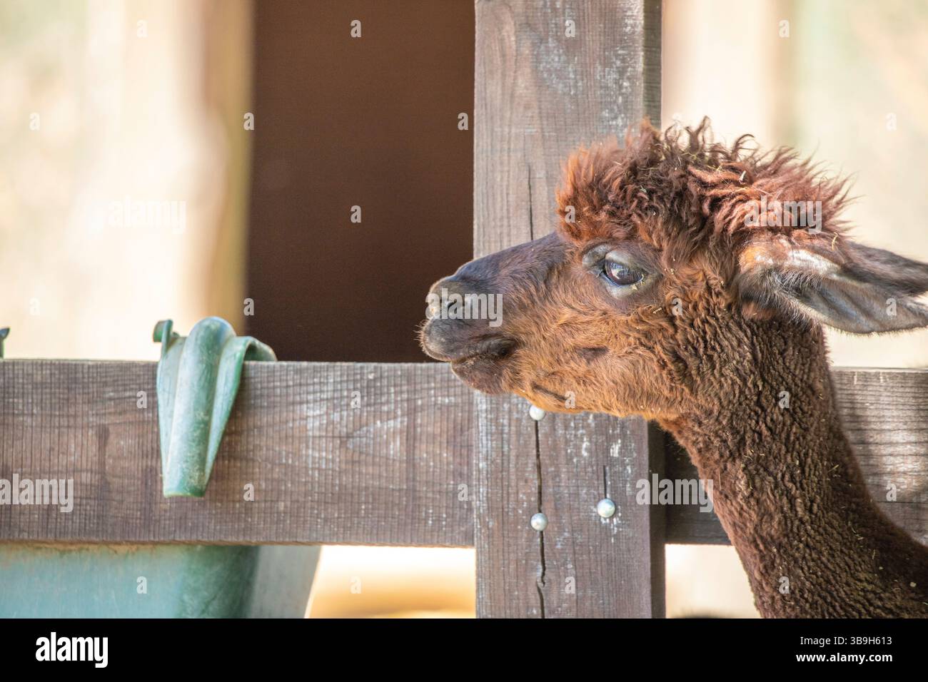 Ritratto di un bambino di alpaca marrone, Vicugna pacos, nello zoo. Occhi grandi, pellicce morbide, animali nello zoo di Siofok, lago Balaton Foto Stock Ritratto di un bambino di alpaca marrone, Vicugna pacos, nello zoo. Occhi grandi, pellicce morbide, animali nello zoo di Siofok, lago Balaton Foto Stock