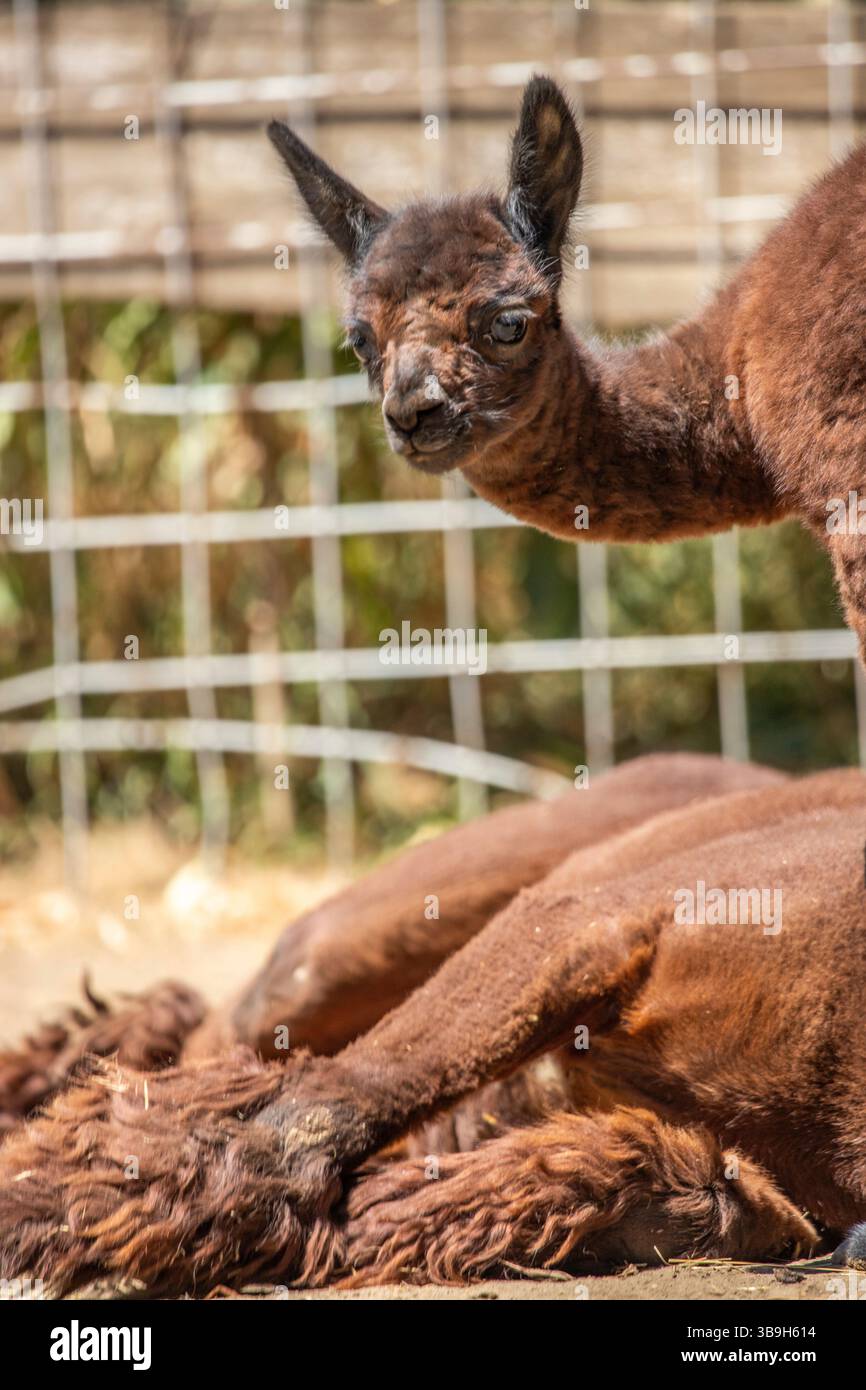 Ritratto di un bambino di alpaca marrone, Vicugna pacos, nello zoo. Occhi grandi, pellicce morbide, animali nello zoo di Siofok, lago Balaton Foto Stock Ritratto di un bambino di alpaca marrone, Vicugna pacos, nello zoo. Occhi grandi, pellicce morbide, animali nello zoo di Siofok, lago Balaton Foto Stock